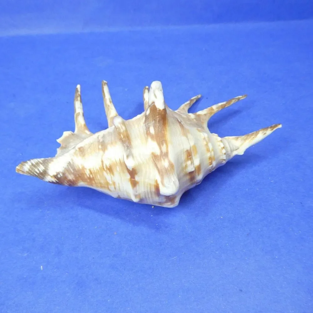 Lambis Shell Seashell 5.5
